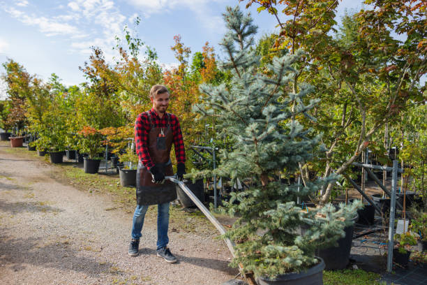 Professional Tree Removal and Landscaping Services in South Pottstown, PA